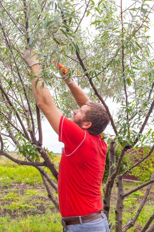 Apple Tree Pruning in Allentown, PA