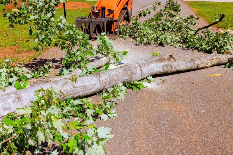 Apple Tree Removal in Doylestown, PA