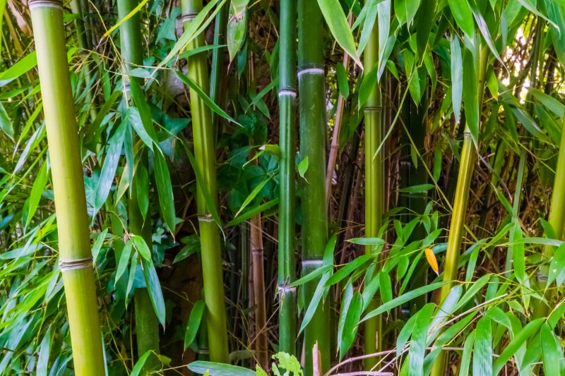 Bamboo Trimming in Rockwall, TX
