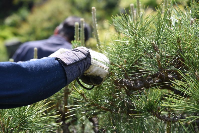 Birch Tree Pruning in San Jose, CA