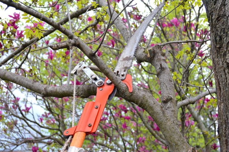 Branches Pruning in Reno, NV