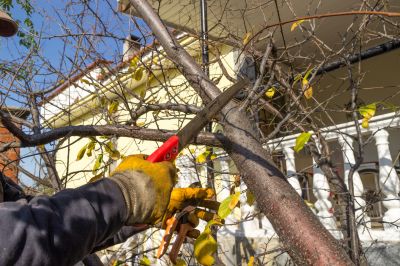 Branches Pruning in Doylestown, PA