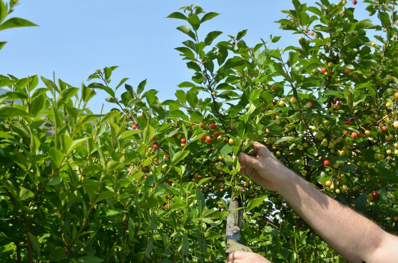 Branches Pruning in Allentown, PA