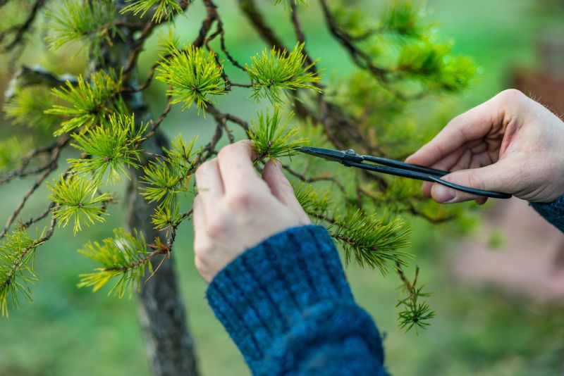 Cedar Tree Pruning in Allentown, PA