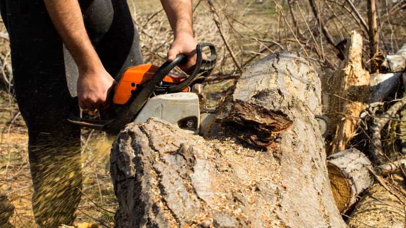 Cypress Tree Removal in Reno, NV
