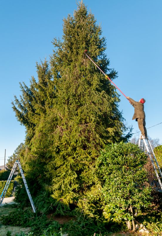 Cypress Tree Trimming in Pottstown, PA