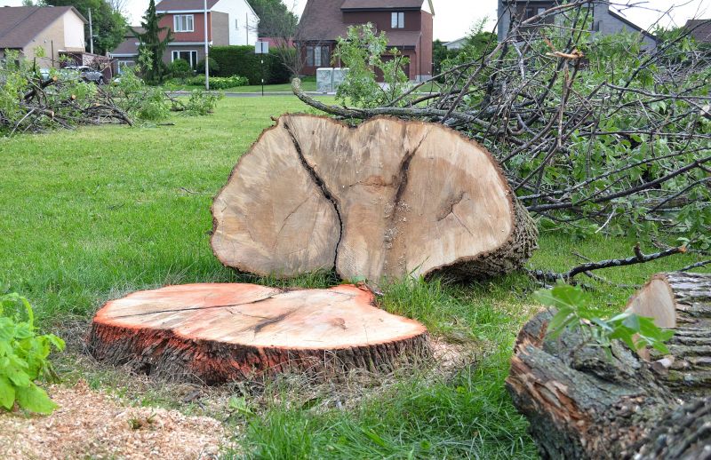 Dogwood Tree Removal in Allentown, PA