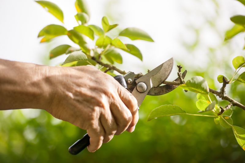 Juniper Pruning in Ventura County, CA