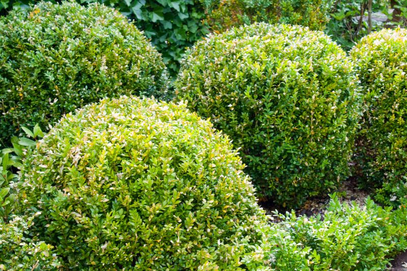 Landscape Pruning Service in Rockwall, TX