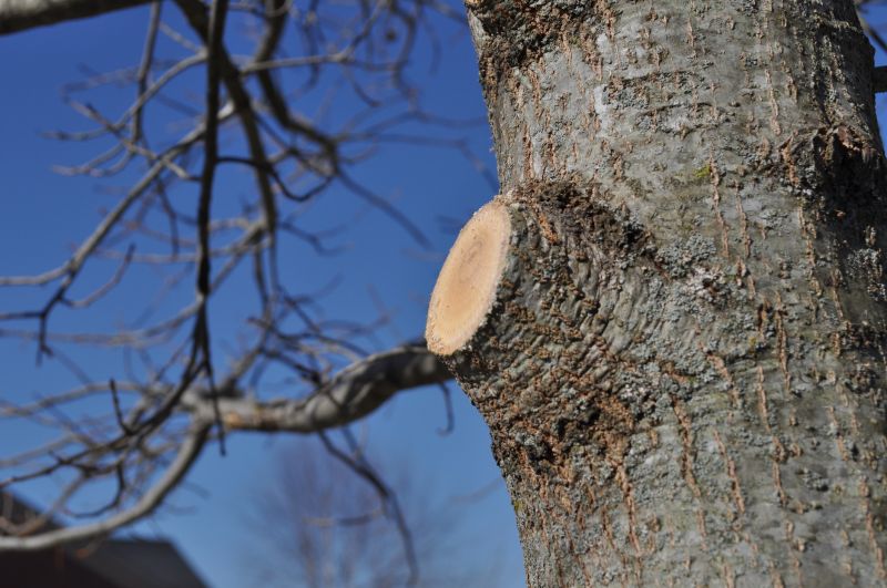 Magnolia Tree Pruning in San Jose, CA