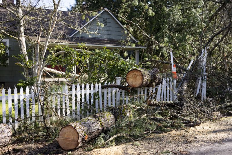 Mimosa Tree Removal in San Jose, CA