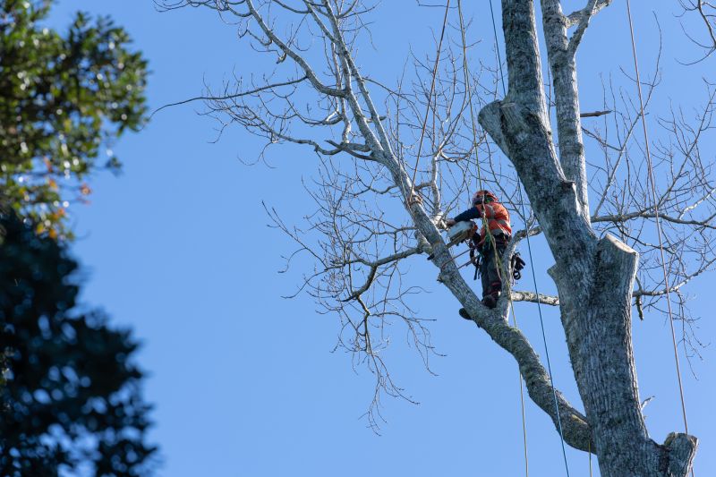 Oak Tree Pruning in Doylestown, PA