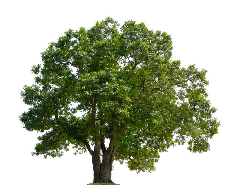 Tree Crown Shaping in Pottstown, PA
