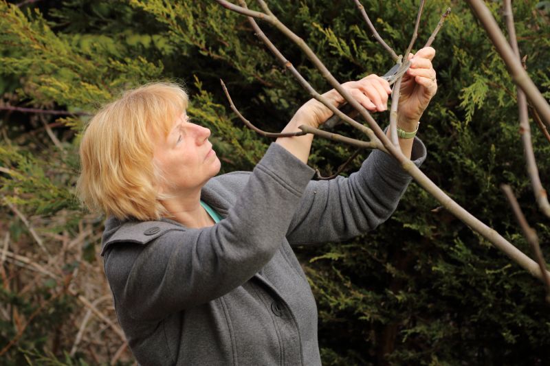 Tree Pruning in Reno, NV