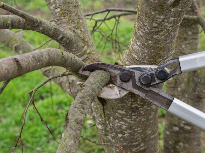 Tree Shearing in Reno, NV
