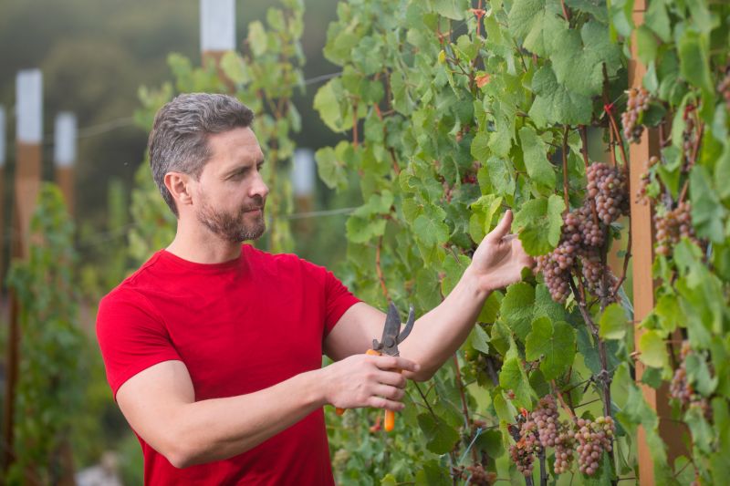 Vine Removal in Spring