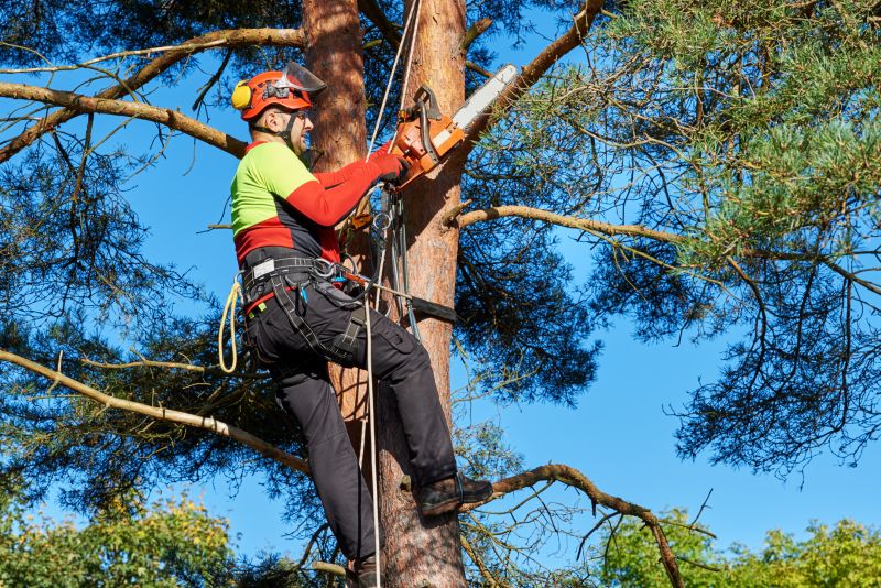 Licensed Tree Care Experts