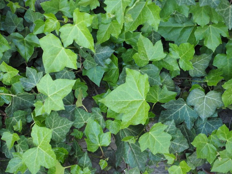 Seasonal Growth Patterns